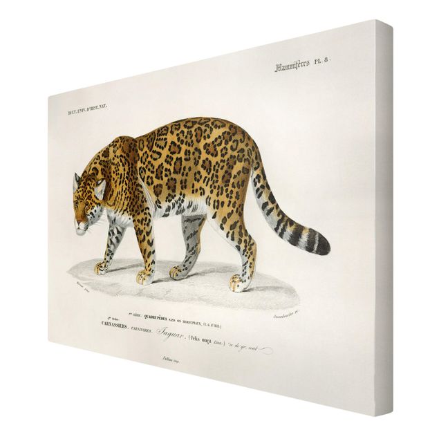 Tygrys obraz Tablica edukacyjna w stylu vintage Jaguar