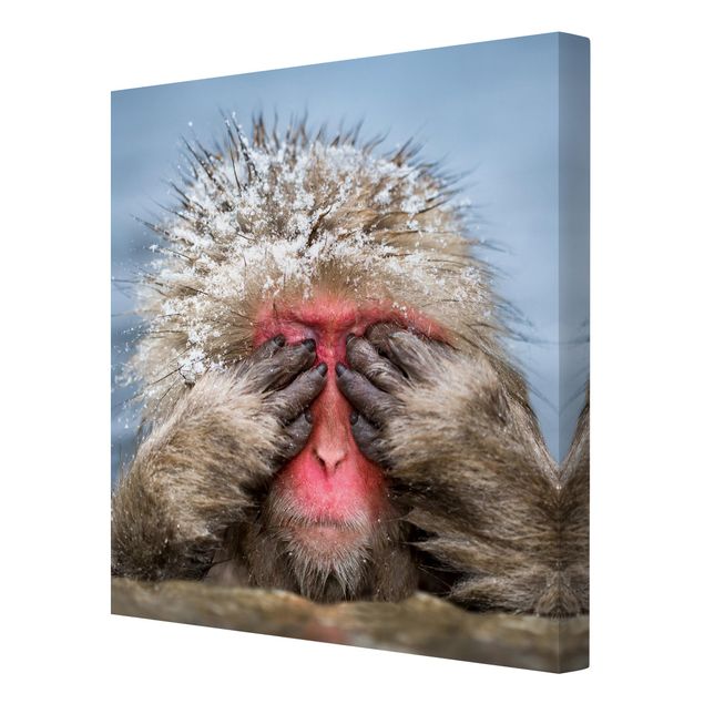 Obraz brązowy Japońska małpa śnieżna