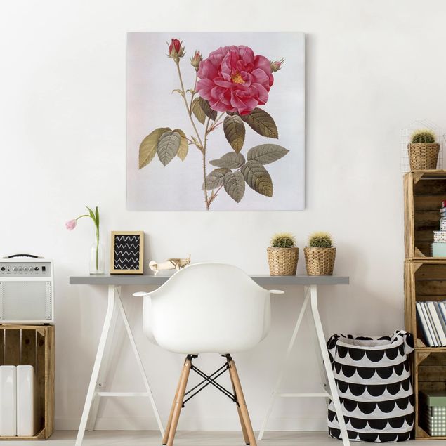 Obrazy na płótnie róże Pierre Joseph Redouté - Róża aptekarska