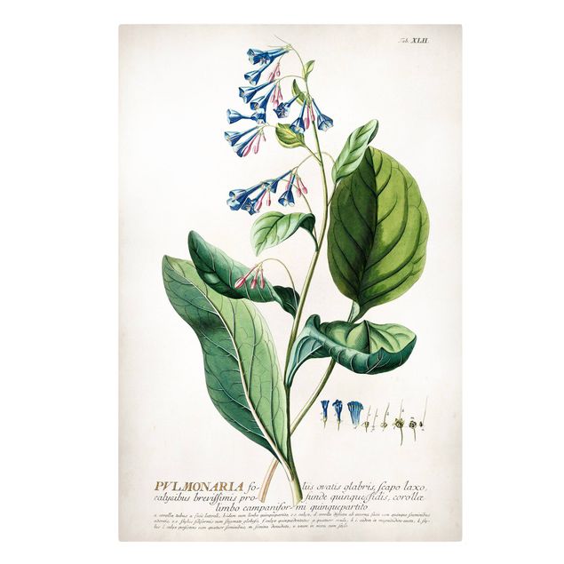 Obrazy kwiatowe Vintage Botanika Ilustracja Płucnica