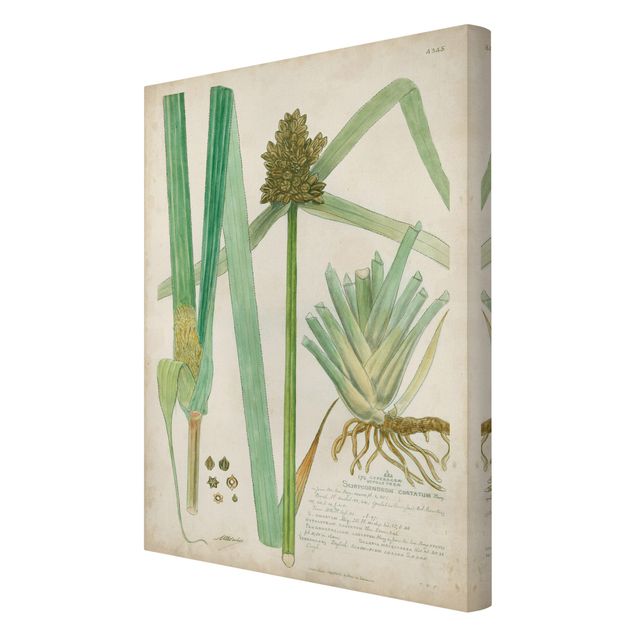 Obrazy kwiatowe Rysunki botaniczne w stylu vintage Trawy III