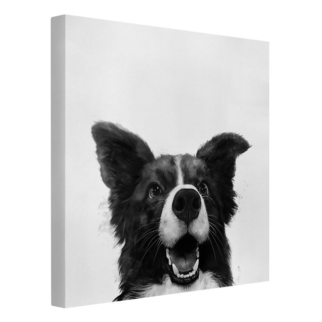 Zwierzęta obrazy Ilustracja pies Border Collie czarno-biały malarstwo