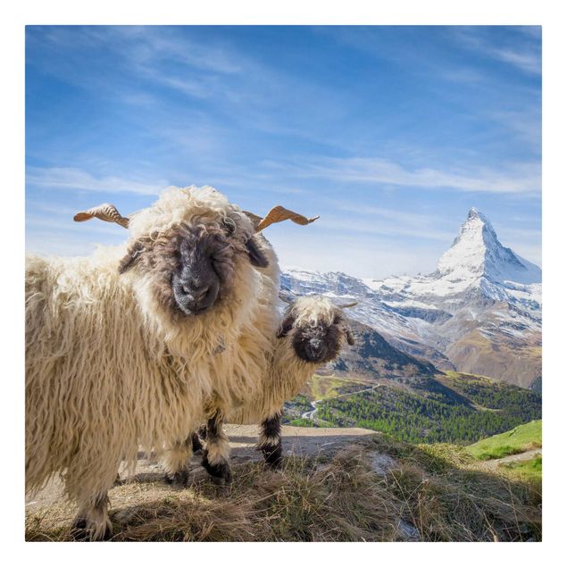 Obrazy z górami Czarnonose owce z Zermatt