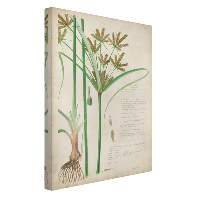 Obrazy retro Rysunki botaniczne w stylu vintage Trawy I