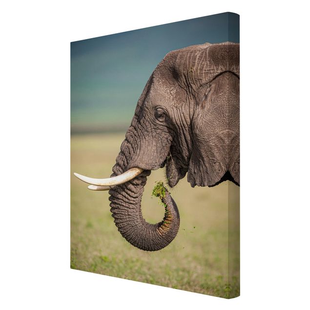 Obrazy Afryka Karmienie słoni w Afryce