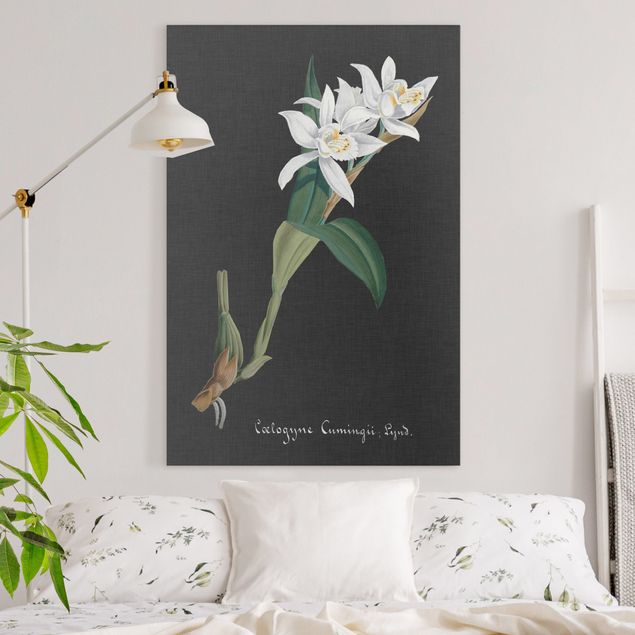 Obrazy orchidea Biała orchidea na lnie II