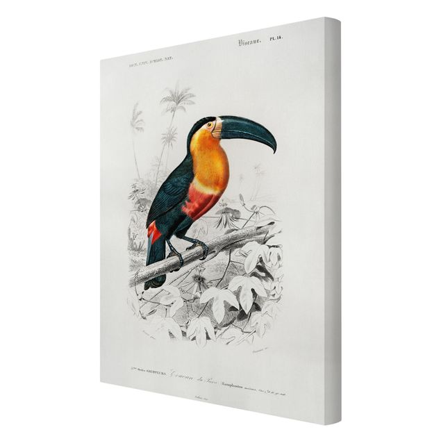 Obrazy ptaki na płótnie Tablica edukacyjna w stylu vintage Toucan Czarno-żółty