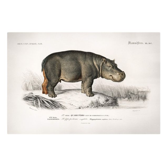 Obrazy zwierzęta Tablica edukacyjna w stylu vintage Hipopotam