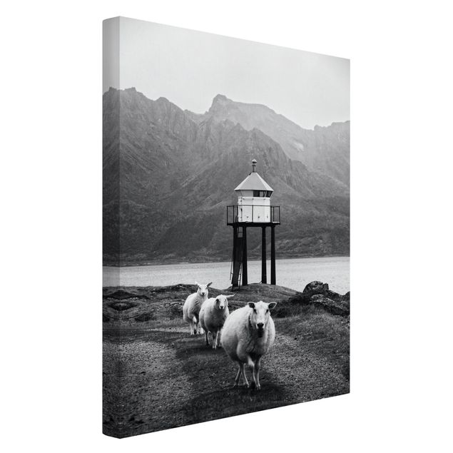 Obrazy ze zwierzętami Trzy owce na Lofotach