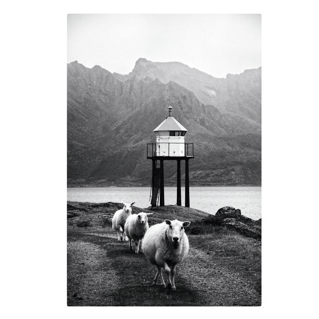 Obrazki czarno białe Trzy owce na Lofotach
