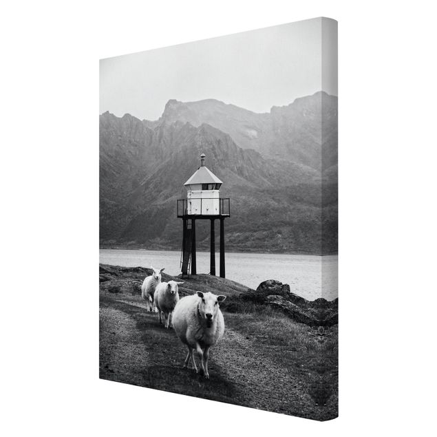 Obrazy na płótnie czarno biały Trzy owce na Lofotach