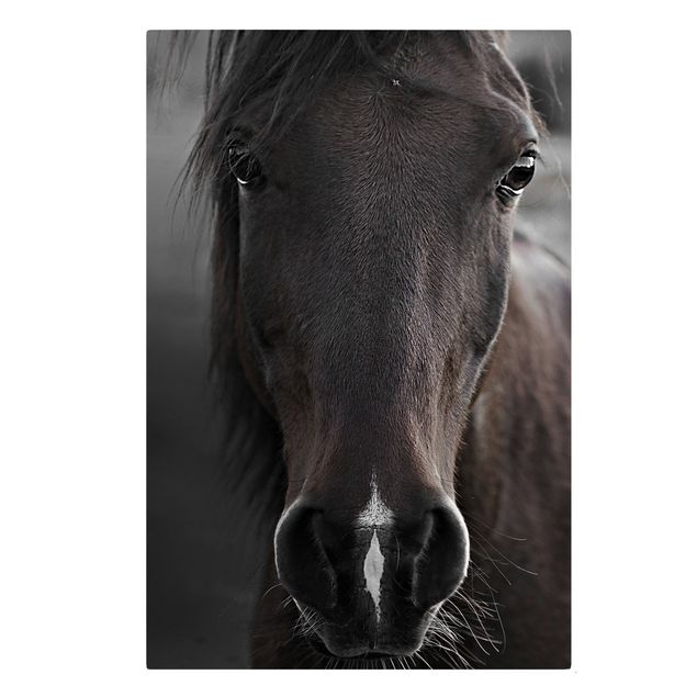 Obrazy ze zwierzętami Czarny koń
