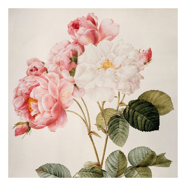 Obraz vintage Pierre Joseph Redouté - Róża damasceńska