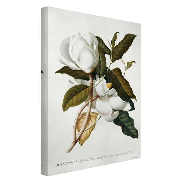 Zielony obraz Georg Dionysius Ehret - Magnolia