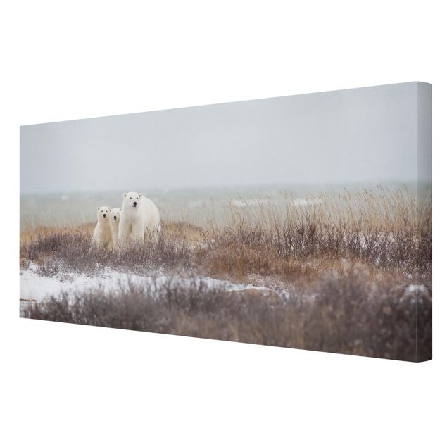 Obrazy na płótnie zwierzęta Niedźwiedzica polarna i jej młode