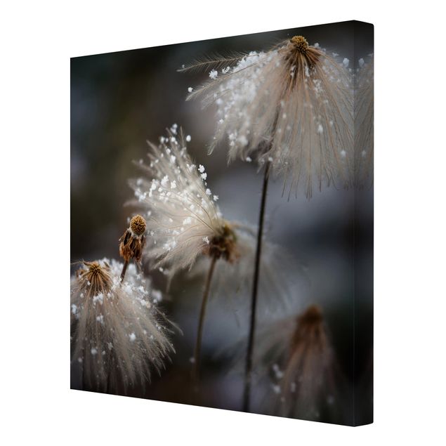 Obrazy z motywem kwiatowym Dandeliony z płatkami śniegu
