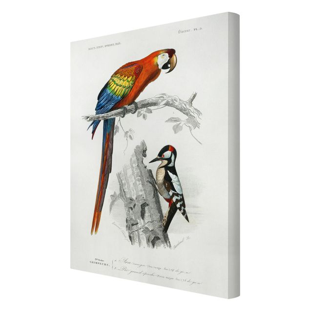 Obrazy ptaki na płótnie Tablica edukacyjna w stylu vintage Papuga Czerwony Niebieski