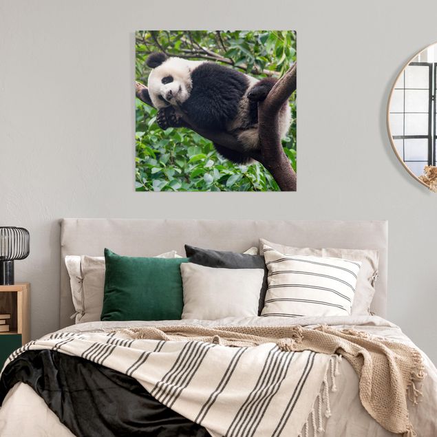 Nowoczesne obrazy Śpiąca panda na gałęzi