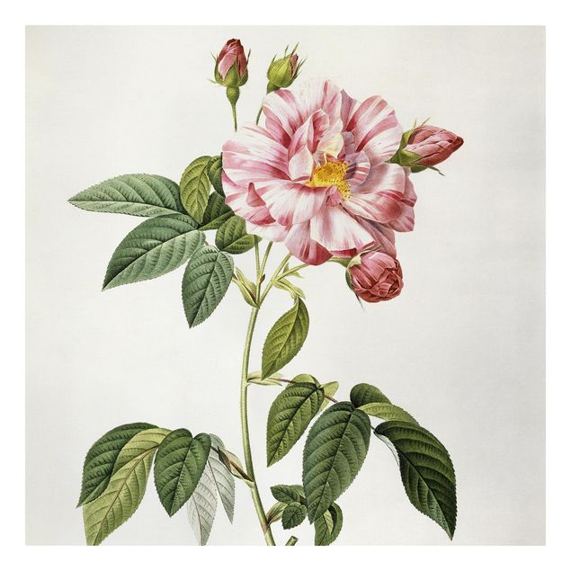 Obrazy vintage Pierre Joseph Redouté - Rosa Gallica Róża