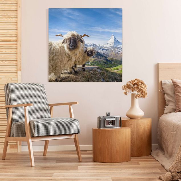 Obrazy Szwajcaria Czarnonose owce z Zermatt