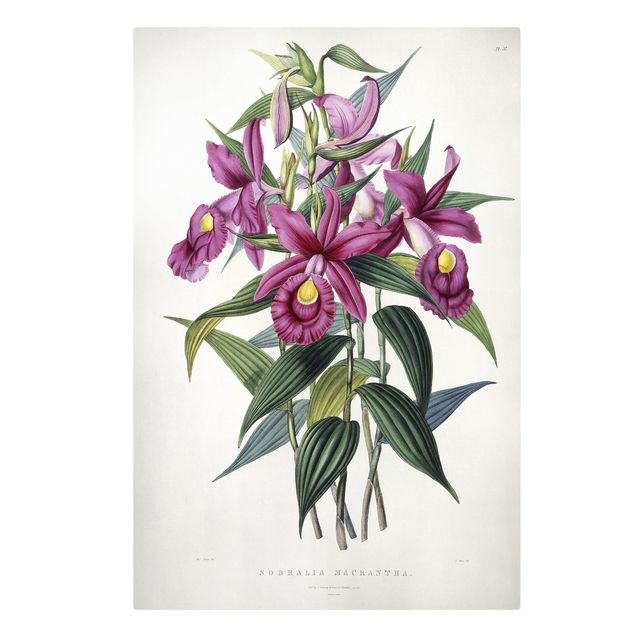 Obrazy vintage Maxim Gauci - Orchidea I