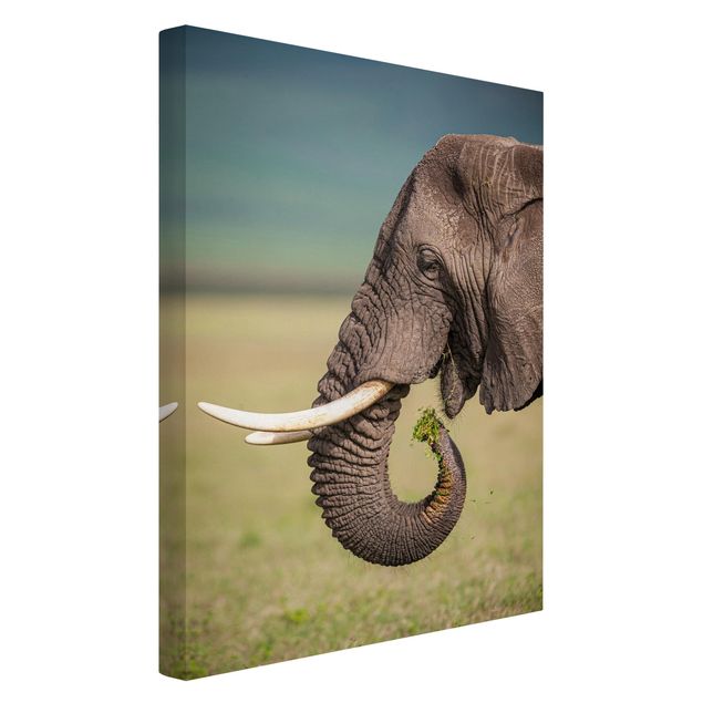 Obrazy zwierzęta Karmienie słoni w Afryce