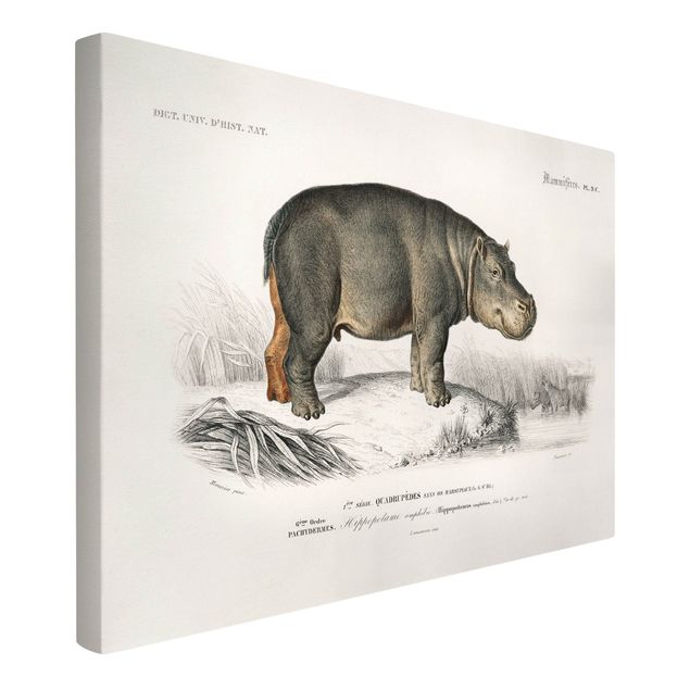 Obrazy krajobraz Tablica edukacyjna w stylu vintage Hipopotam