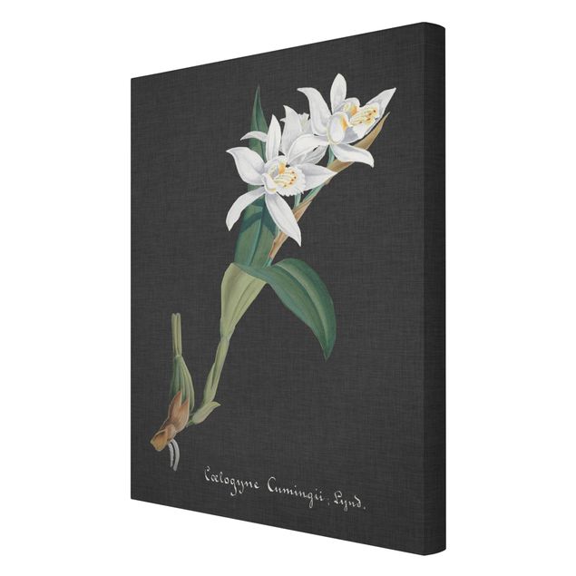 Obrazy retro Biała orchidea na lnie II