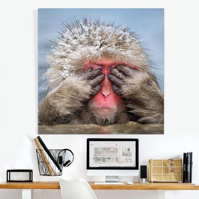 Małpa obraz Japońska małpa śnieżna