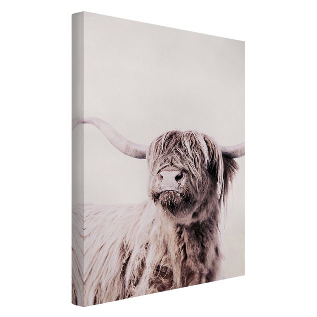 Obrazy zwierzęta Highland Cattle Frida w kolorze beżowym