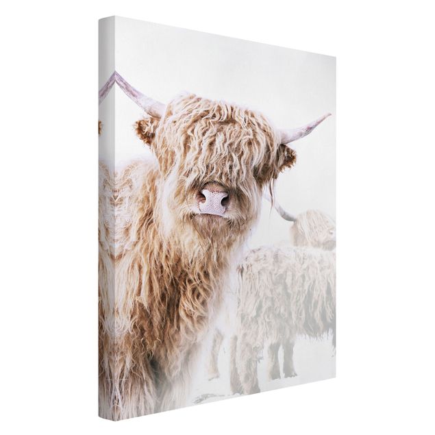 Obrazy ze zwierzętami Highland cattle Karlo