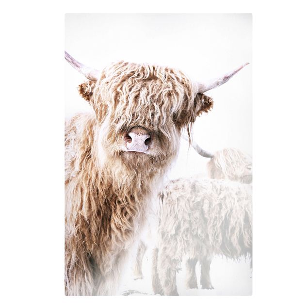 Obrazy na płótnie zwierzęta Highland cattle Karlo