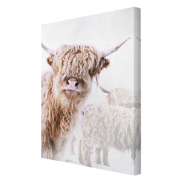 Obrazy Highland cattle Karlo