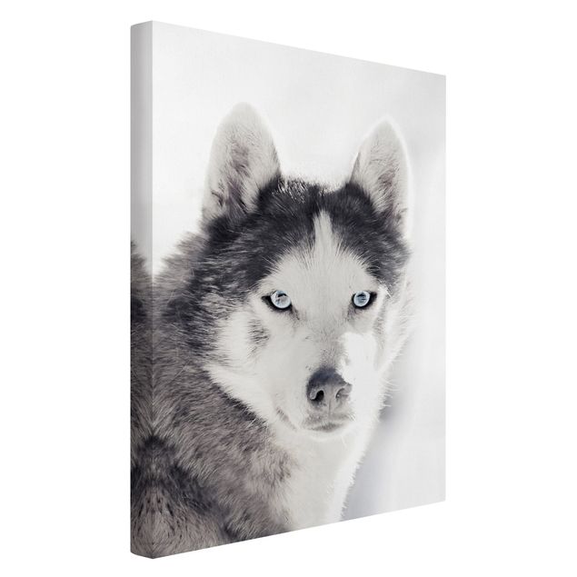 Obrazy zwierzęta Husky Portret