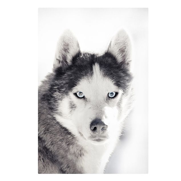 Obraz psa Husky Portret