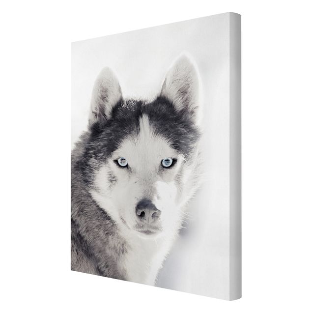 Obrazy na płótnie zwierzęta Husky Portret
