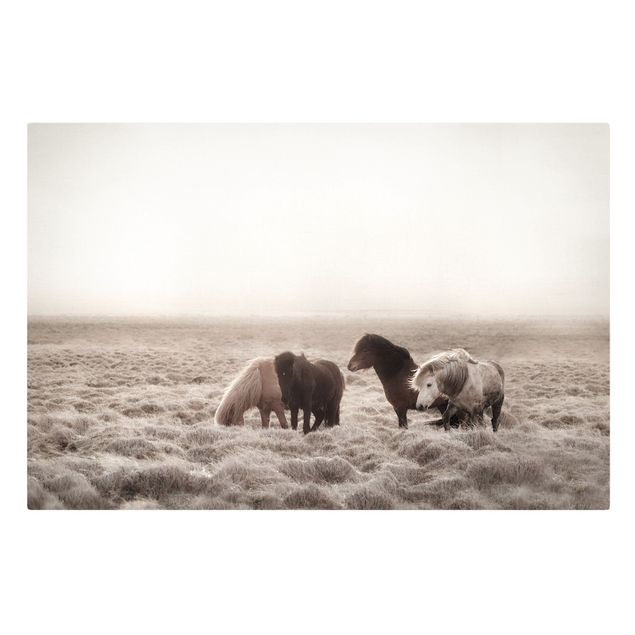 Zwierzęta obrazy Islandzkie dzikie konie