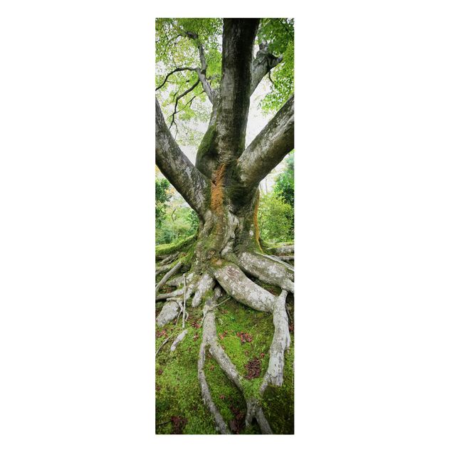 Obrazy krajobraz Stare drzewo