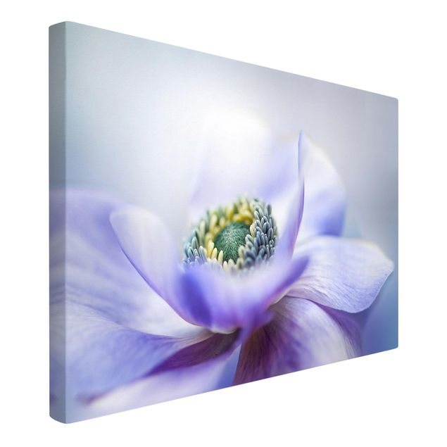 Obrazy z motywem kwiatowym Anemone De Caen