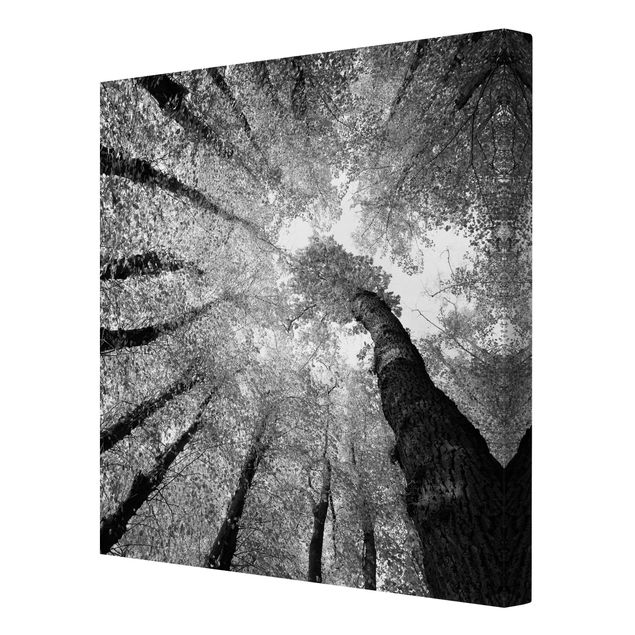 Czarno białe obrazki Drzewa życia II