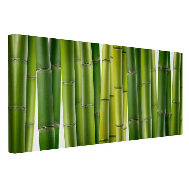 Obraz drzewo Rośliny bambusowe