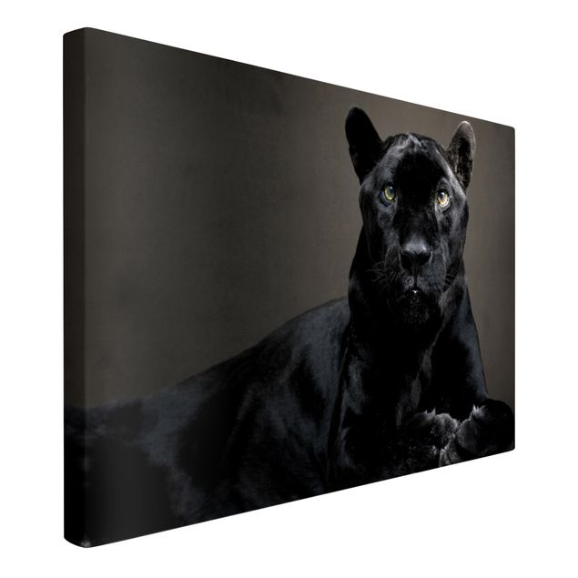 Obrazy koty Czarna Puma