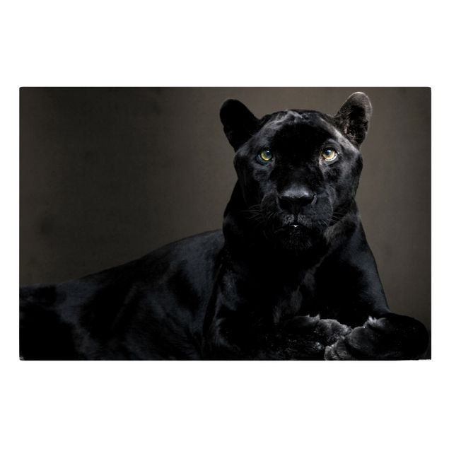 Obrazy zwierzęta Czarna Puma