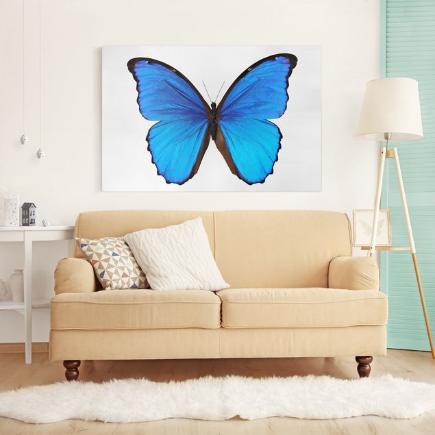 Obrazy nowoczesny Motyl morfiny niebieskiej