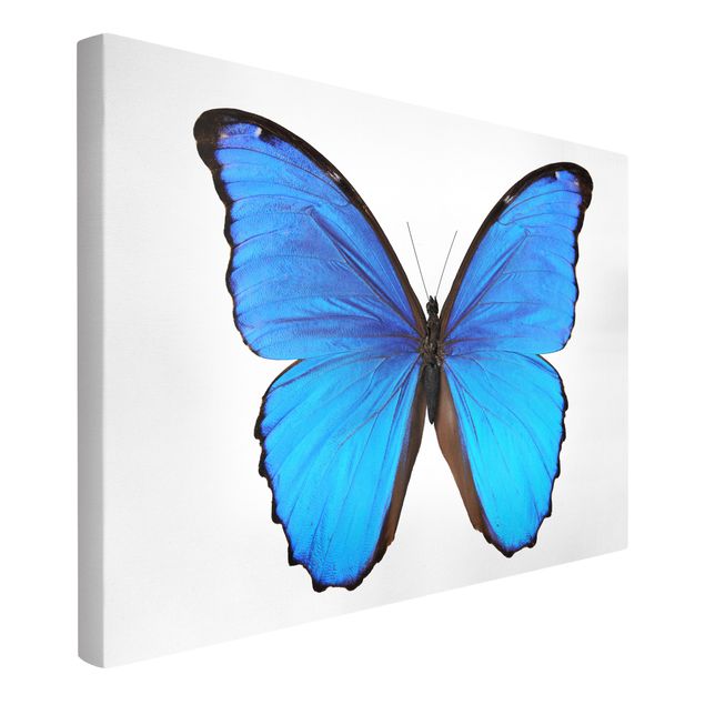 Obrazy motyl Motyl morfiny niebieskiej