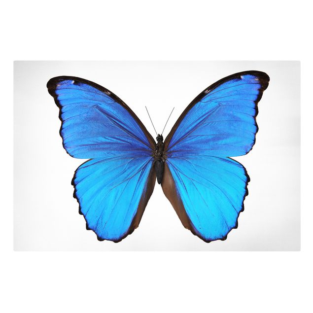 Obrazy ze zwierzętami Motyl morfiny niebieskiej
