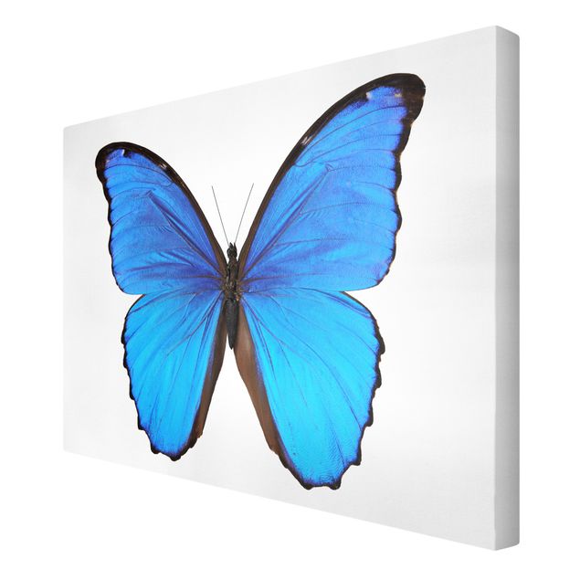 Niebieskie obrazy Motyl morfiny niebieskiej