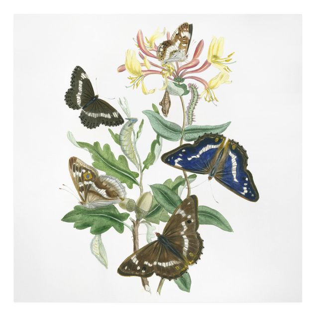 Obraz z motylem Motyle brytyjskie IV