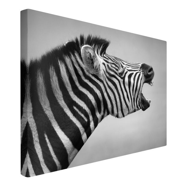 Zwierzęta obrazy Rycząca Zebra II