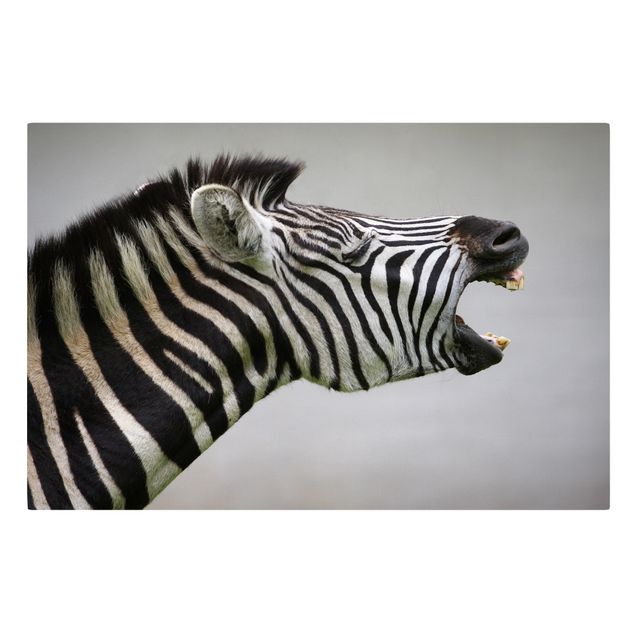 Zebra obraz Rycząca Zebra